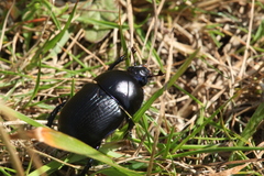 Geotrupes