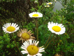 Erigeron