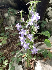 Campanula pyramidalis