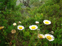 Erigeron