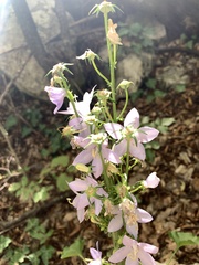 Campanula pyramidalis