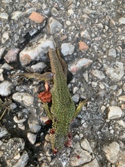 Lacerta viridis
