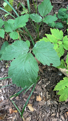 Rubus saxatilis