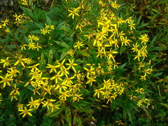 Senecio nemorensis
