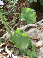 Campanula pyramidalis