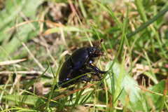 Geotrupes