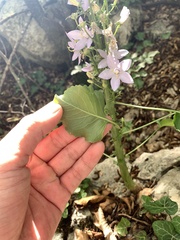 Campanula pyramidalis
