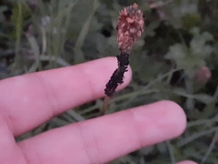 Aphis fabae
