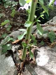 Campanula pyramidalis