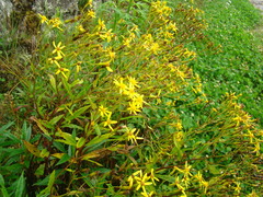 Senecio nemorensis