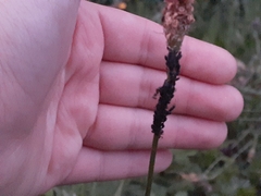 Aphis fabae