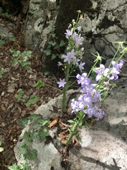 Campanula pyramidalis