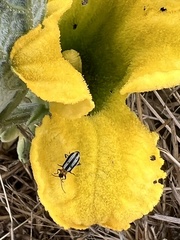 Acalymma trivittatum