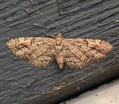 Eupithecia graefii