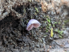 Inocybe lilacina