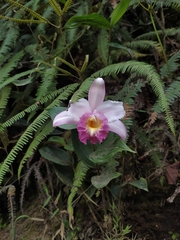 Sobralia ecuadorana