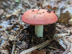 Russula rosacea