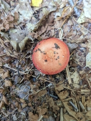 Russula rosacea