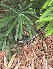 Leiocephalus carinatus