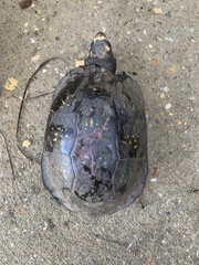 Terrapene carolina major
