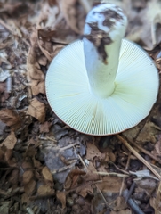 Russula rosacea