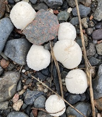 Lycoperdon curtisii