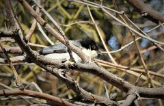 Microspingus melanoleucus