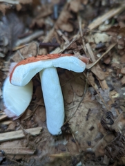 Russula rosacea