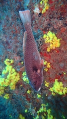 Sparisoma cretense