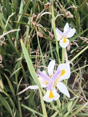 Dietes grandiflora
