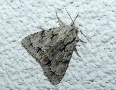Acronicta psi