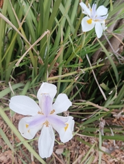 Dietes grandiflora
