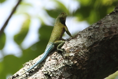 Sceloporus malachiticus