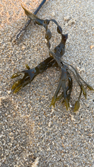 Fucus vesiculosus