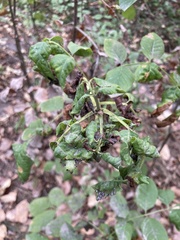 Prociphilus fraxinifolii