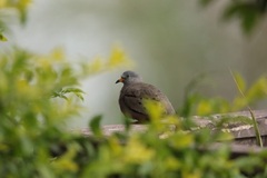 Croaking Ground Dove photo 5