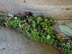 Dichodontium pellucidum