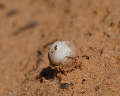 Tulostoma