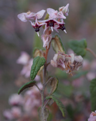 Lasiopetalum molle