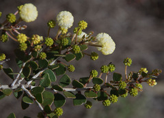 Acacia orbifolia