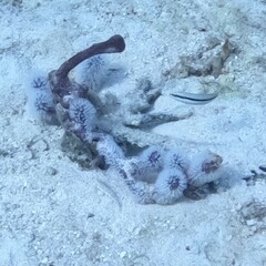 Halichoeres bivittatus