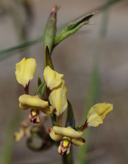Diuris refracta