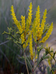 Synaphea spinulosa major