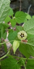 Physalis pubescens