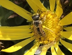 Halictus