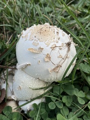 Chlorophyllum molybdites