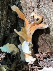 Laetiporus cincinnatus