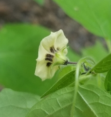 Physalis pubescens