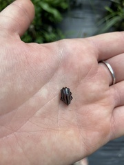 Diaprepes abbreviatus