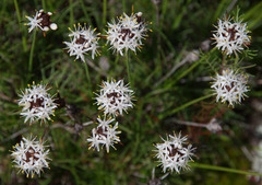 Borya sphaerocephala